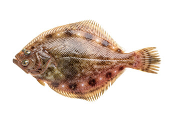 Fototapeta premium Fresh whole flatfish with detailed scales and texture isolated on transparent background for culinary use