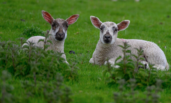 Two spring lambs lying down looking at the camera