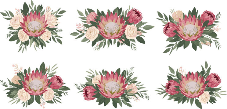 King protea floral bouquet vector illustration set with pink exotic blossoms green leaves isolated on white background.