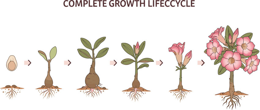 Desert rose plant life cycle vector illustration set with growth stages roots blooming isolated on white background.