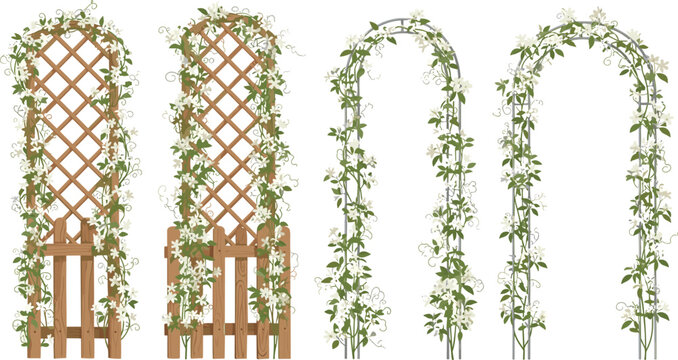 Garden trellis and arch vector illustration set with white climbing jasmine flowers isolated on white background.