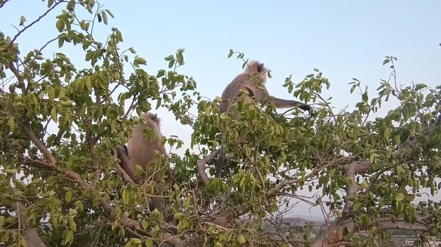Two Langur Monkeys Sitting on top of a Green Tree in Rural India