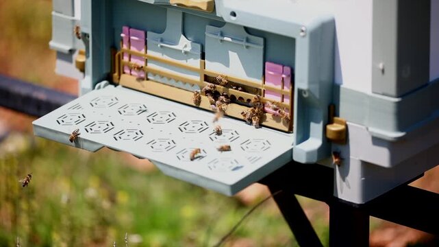  Honey bees start working with the arrival of spring.