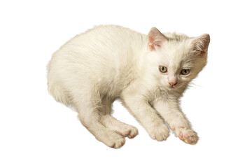 White domestic kitten isolated background, feline portrait, animal photography stock cat © brovarky