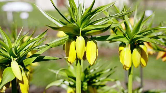Closeup of yellow Fritillaria imperialis swaying in wind, exotic pineapple shaped flower with vibrant yellow tones.