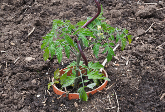 Frisch gepflanzte Tomatenstaude mit ersten Tomatenbl&uuml;ten im Wasserspeicher