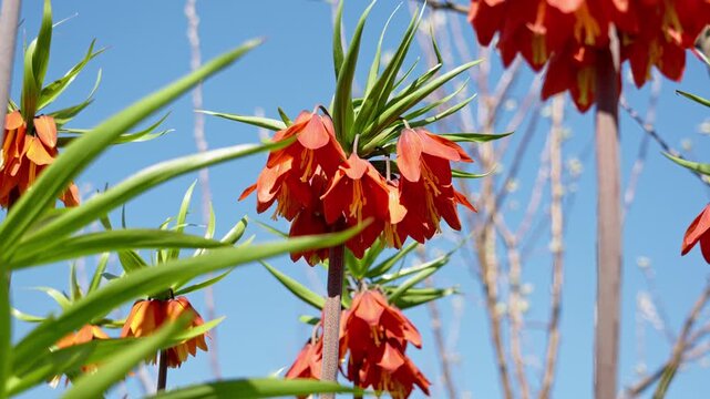 Closeup of Fritillaria imperialis swaying in wind, exotic pineapple shaped flower with fiery orange and red colors.