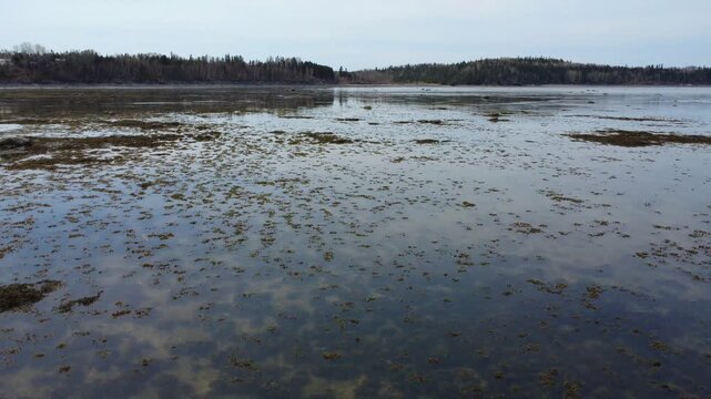 Drone footage of low tide exposing vast coastal mudflats, scattered seaweed and reflective tidal pools along Mitis Bay on the St Lawrence River in Quebec, Canada.