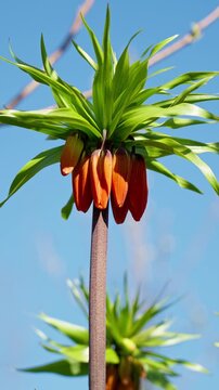 Closeup of Fritillaria imperialis swaying in wind, exotic pineapple shaped flower with fiery orange and red colors.
