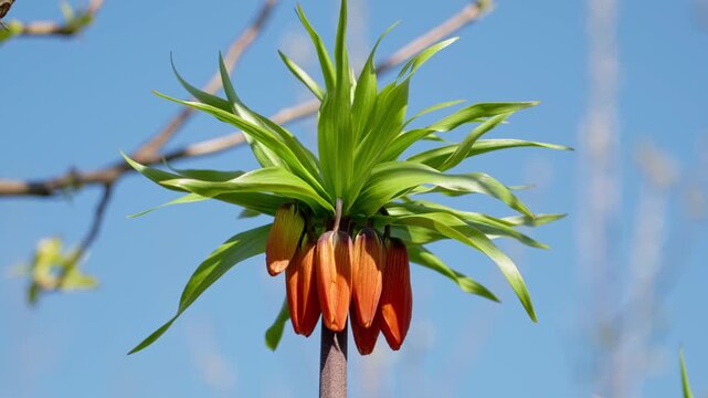 Closeup of Fritillaria imperialis swaying in wind, exotic pineapple shaped flower with fiery orange and red colors.