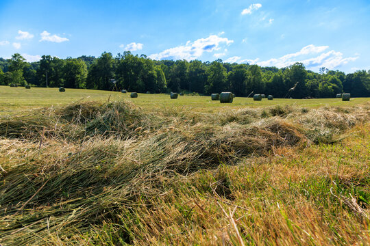 Hay field windrow