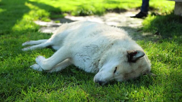 Stray street dog resting on green grass in a sunny park.