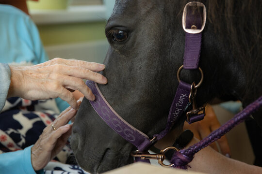 Therapy pony interacting with seniors &ndash; close-up detail of hands petting a pony during animal-assisted therapy. The photograph captures calmness, care, and the positive impact of contact with animals 