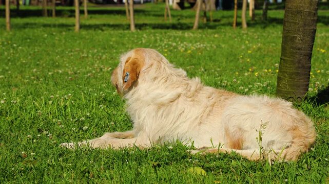 Stray street dog resting on green grass in a sunny park.