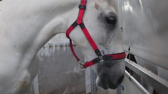 White Dam Horse With Small Newborn Black Foal Horse at Stable