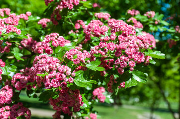 Obraz premium The bright pink flowers of the ornamental hawthorn variety Paul's Scarlet bloom on a branch with lush green foliage on a sunny spring day.