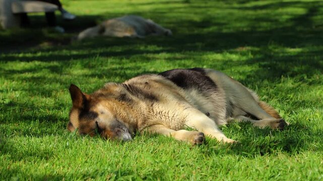 Stray street dog resting on green grass in a sunny park.