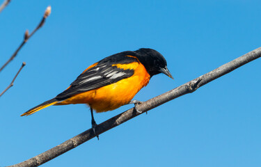 Fototapeta premium Baltimore oriole perched on branch