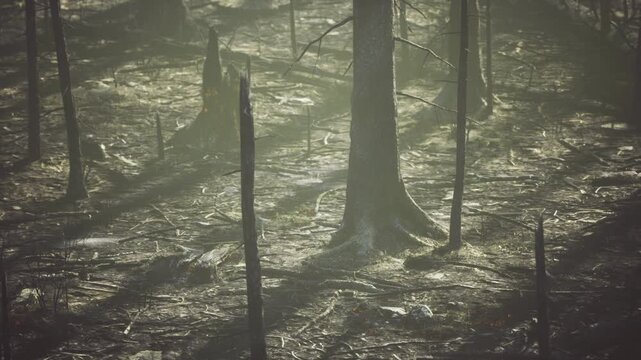 Boggy forest floor with patches of meltwater and soft light filtering through trunks, damp textures and subtle reflections suggest seasonal thaw and quiet