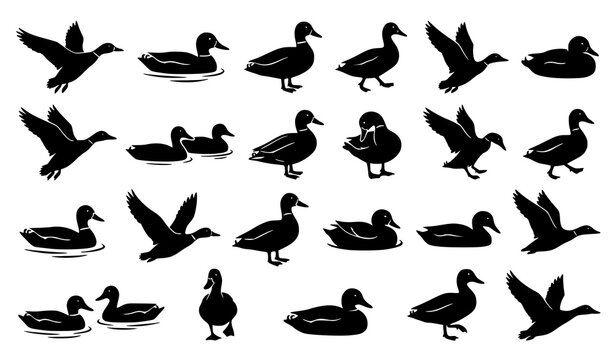 Duck Silhouette Vector Collection with Flying Swimming and Standing Bird Shapes