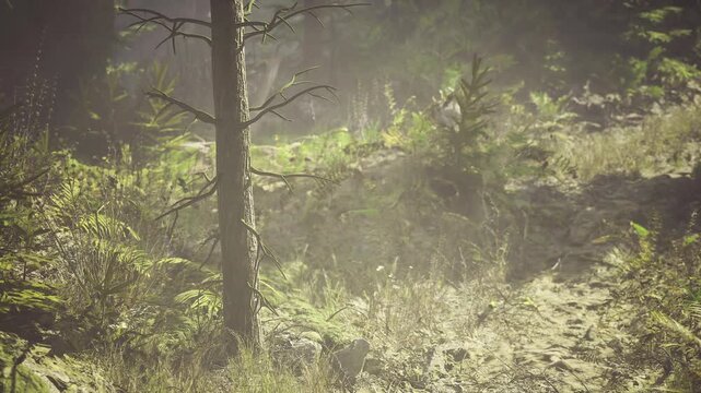 Sunlit birch tree amid misty undergrowth on quiet dawn trail, soft haze filters warm light through canopy, lush ferns and moss create serene green atmosphere,