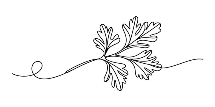 Continuous single line drawing of a fresh cilantro herb leaf for cooking and healthy food design element in a minimal artistic black and white style Vector, illustration