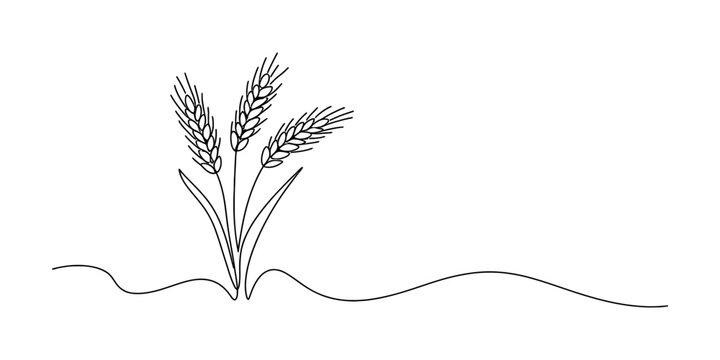 Simple line art drawing of three wheat stalks growing from the ground representing organic farming and natural healthy cereal grain harvest concept Vector, illustration