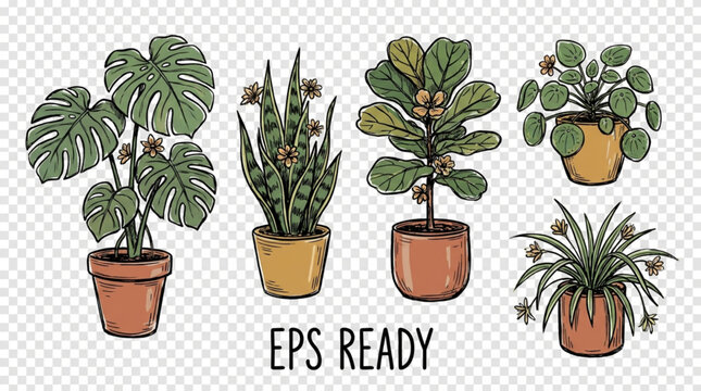 Variety of Potted Houseplants on Display.