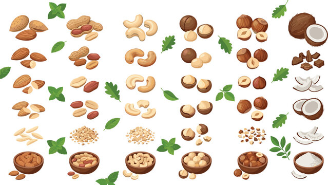 Nut and Coconut Ingredient Illustration Collection Featuring Almond Peanut Cashew Macadamia Hazelnut and Coconut Food Elements for Healthy Nutrition Designs