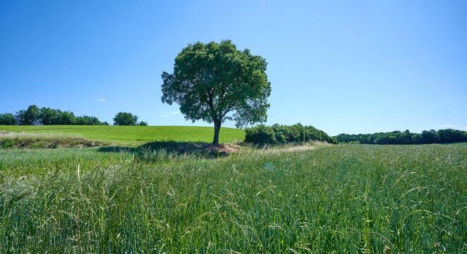 colline moreniche