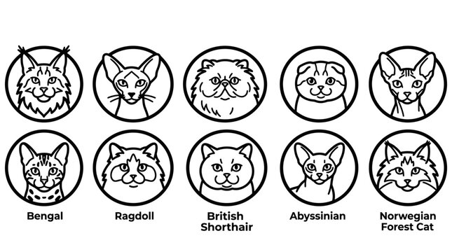 Set of cat breed portraits in circular line art style icons.