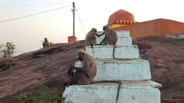 Group of Gray Langurs Sitting on Temple Steps in India