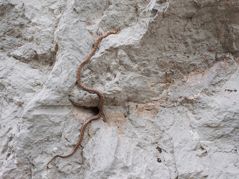 Leopard snake, Zamenis situla, climbing across pale limestone rock in Paklenica National Park, Croatia