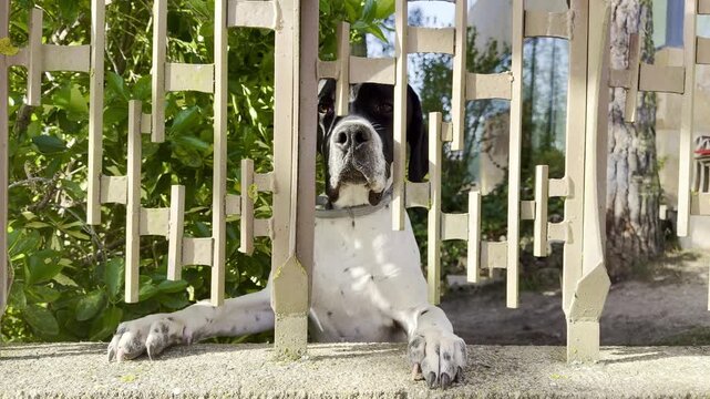 Black and white dog peeking through metal garden fence