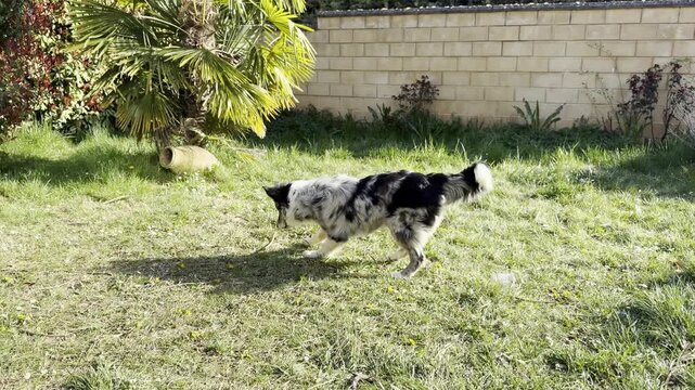 Slow motion dog playing fetch with owner in sunny yard