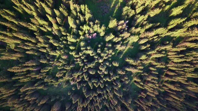 Drone tracking across sunlit treetops of alpine forest in Jeti-Oguz Valley, Kyrgyzstan