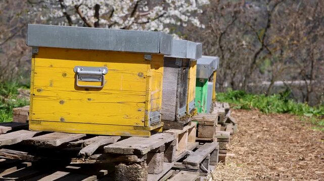 Colorful beehives in spring orchard, rural apiary scene
