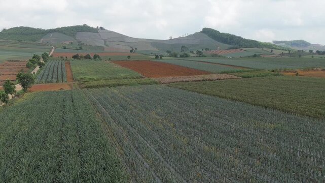 Aerial drone view of pineapple plantation rows and hills
