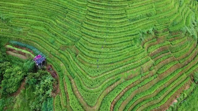 Top-down drone over lush green Longji Dragon Backbone Rice Terraces in summer, Guangxi, China