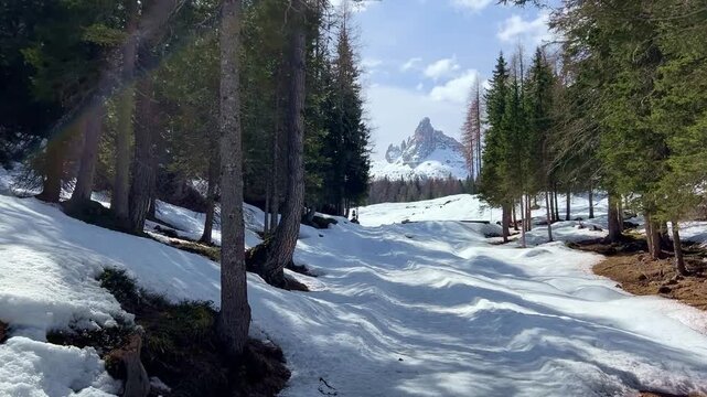 Ascending through snowy larch forest revealing Becco di Mezzod&Atilde;&not; peak, Dolomites, Italy