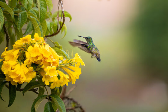 Steely-vented hummingbird hovering by yellow flowers in Park