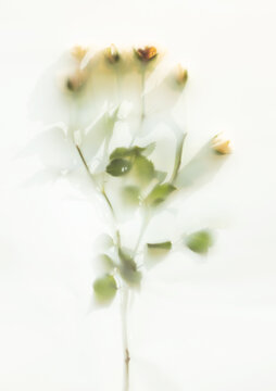 Soft rose buds blurred behind translucent frosted glass