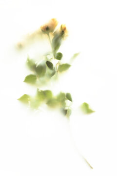 Soft roses blurred behind translucent surface on white