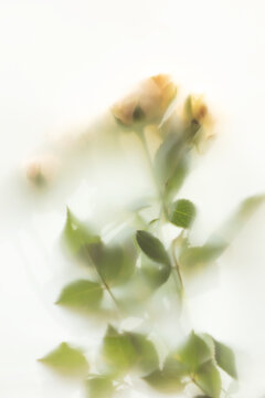 Soft roses silhouette behind translucent frosted surface
