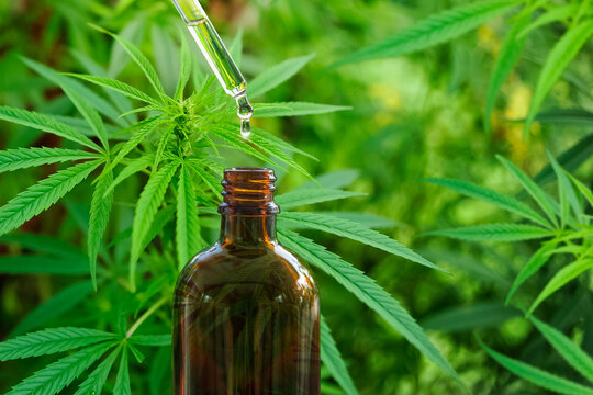 Cbd oil dropper above amber bottle with hemp leaf
