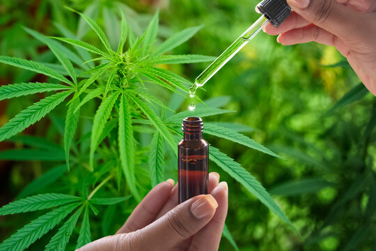 CBD oil dropper above bottle with hemp leaf background