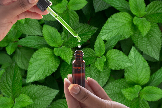 CBD oil dropper above bottle with fresh green leaf background