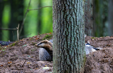 European badger emerging from sett in Bialowieza Forest © Aleksander Bolbot