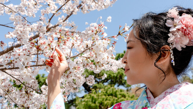 Chinese woman in kimono enjoying cherry blossoms in Japan