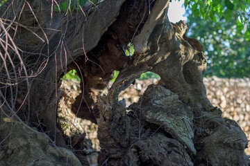 Fototapeta premium Old gnarled tree trunk texture